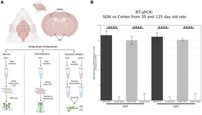 Transcriptome and methylome of the supraoptic nucleus provides insights into the age-dependent loss of neuronal plasticity